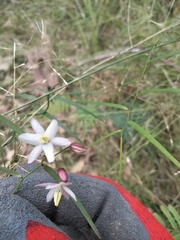 Geitonoplesium cymosum