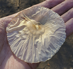 Aspidosperma