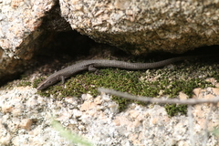 Algyroides fitzingeri