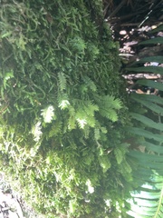 Cyathophorum bulbosum