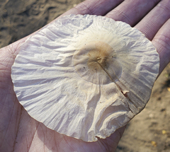 Aspidosperma