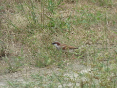 Passer domesticus
