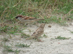 Passer domesticus
