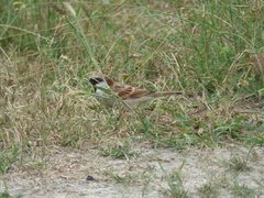 Passer domesticus