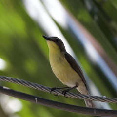Pachycephala philippinensis