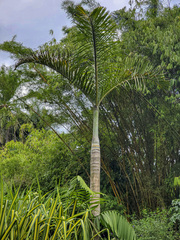 Dypsis lutescens