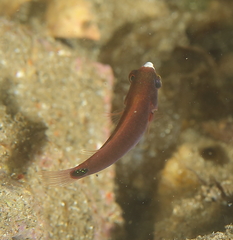 Cirrhilabrus punctatus