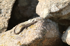 Algyroides fitzingeri