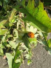 Coccinella septempunctata