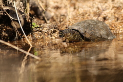 Emys orbicularis galloitalica
