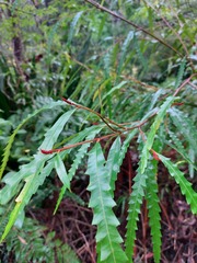 Grevillea longifolia