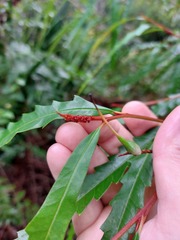 Grevillea longifolia