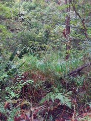 Grevillea longifolia