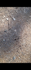 Iridomyrmex purpureus