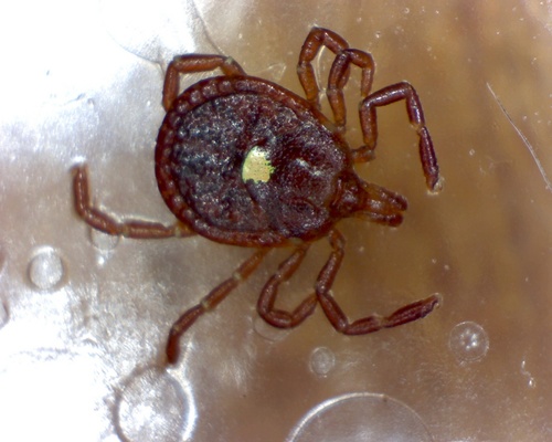 Lone Star Tick