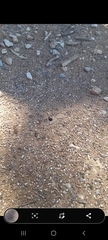 Iridomyrmex purpureus