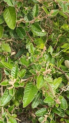 Pomaderris paniculosa paralia