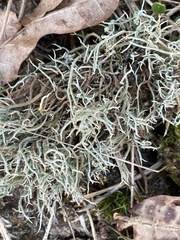 Cladonia ciliata