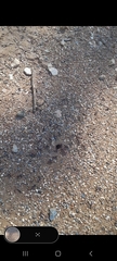 Iridomyrmex purpureus