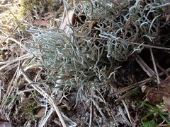 Cladonia ciliata