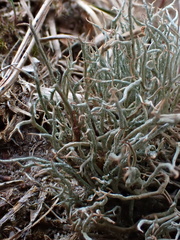 Cladonia ciliata