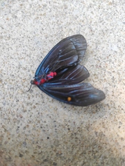 Pompelon marginata