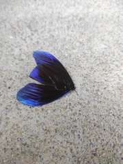 Pompelon marginata