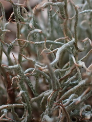 Cladonia ciliata
