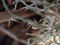 Cladonia ciliata