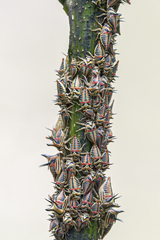 Umbonia crassicornis image