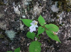 Impatiens serrata