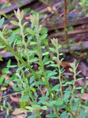 Bossiaea stephensonii