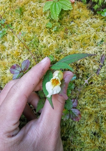 Impatiens nyimana