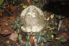 Notochelys platynota