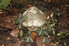 Notochelys platynota