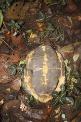 Notochelys platynota