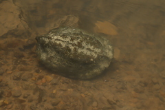 Notochelys platynota