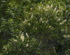 Buckinghamia celsissima