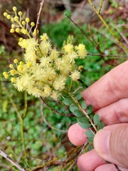 Acacia cremiflora