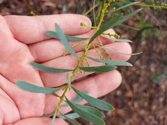 Acacia covenyi