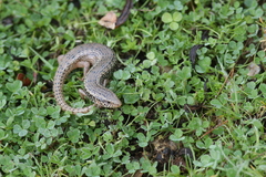 Chalcides ocellatus tiligugu