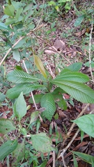 Tetracera