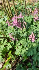 Corydalis solida