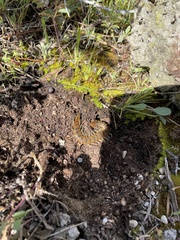 Scolopendra cingulata