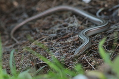 Chalcides chalcides vittatus
