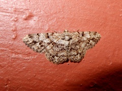 Psilalcis breta breta