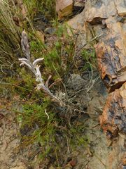 Haworthia mirabilis triebneriana