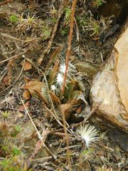 Haworthia mirabilis