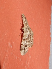 Psilalcis breta breta