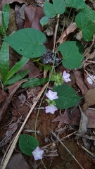 Jacquemontia paniculata